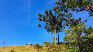  sitio em rio dos cedros