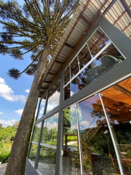  Araucaria 