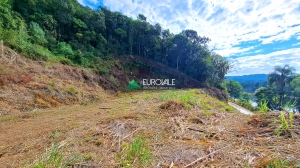  terreno em palmeiras