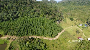  pinus